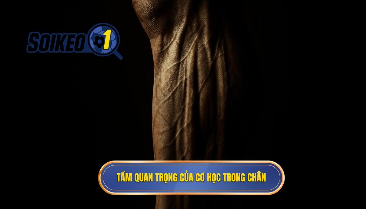 Nền tảng cơ học và tầm quan trọng của má trong chân